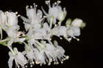 Southern jointweed